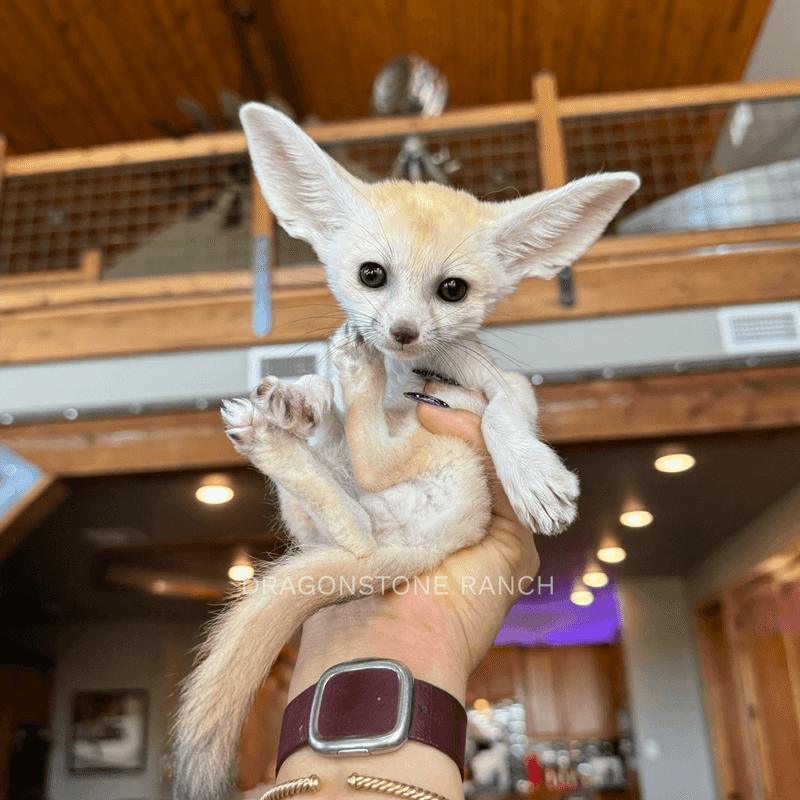 Fennec Fox