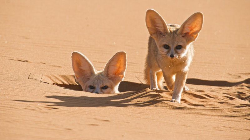 Fennec Foxes