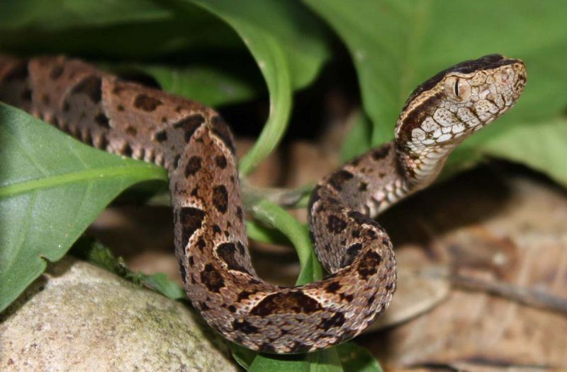 Fer-de-Lance
