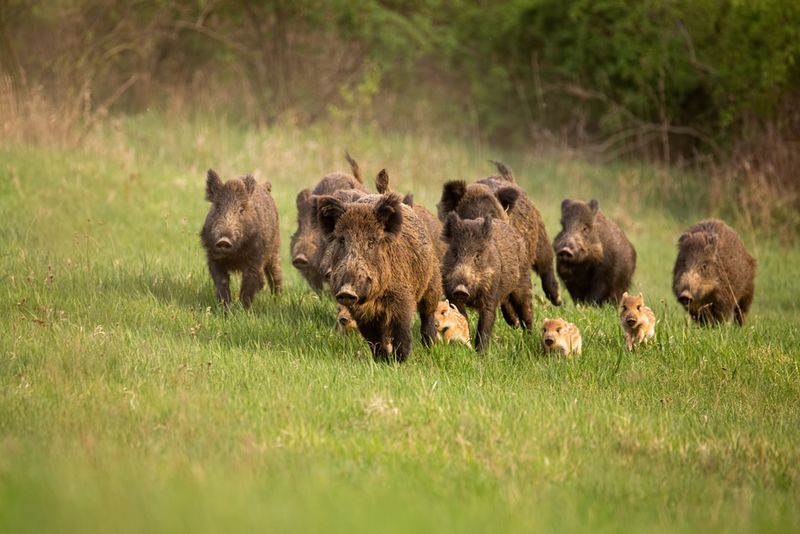 Feral Hogs