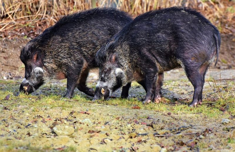 Feral Pigs