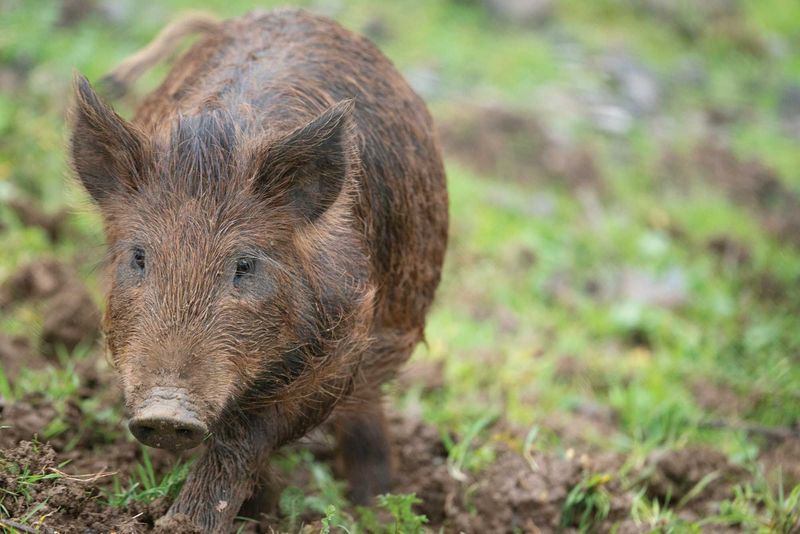Feral Swine
