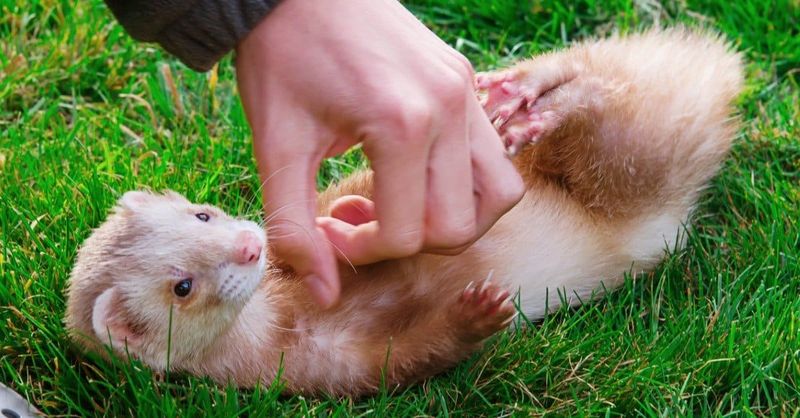 Ferret