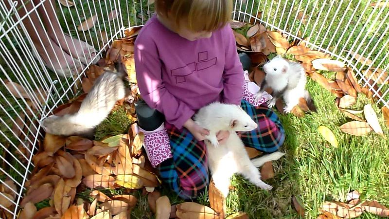 Ferret