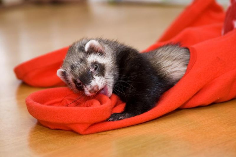 Ferrets