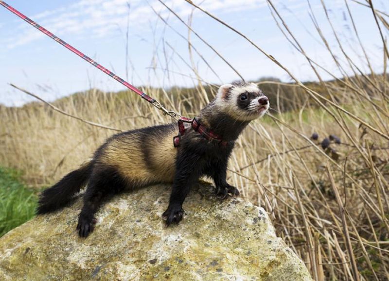 Ferrets Can Be Trained