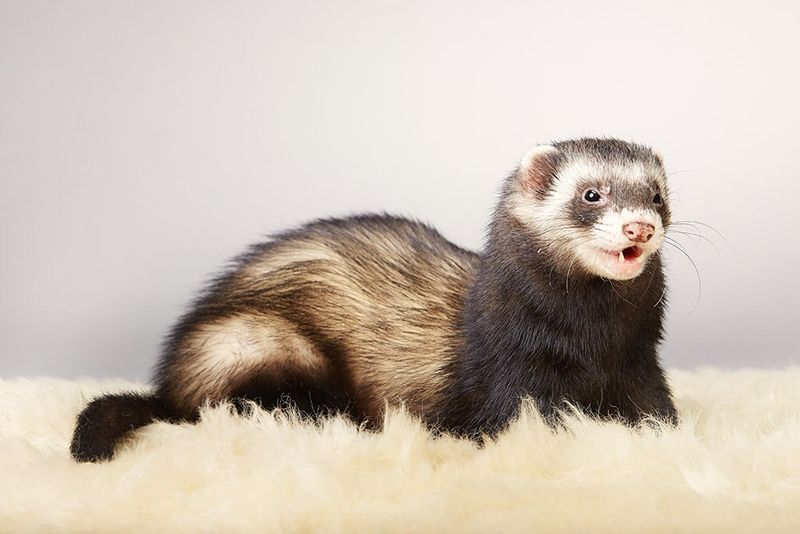 Ferrets Communicate with Dooks