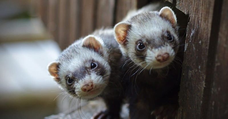 Ferrets Enjoy Socializing