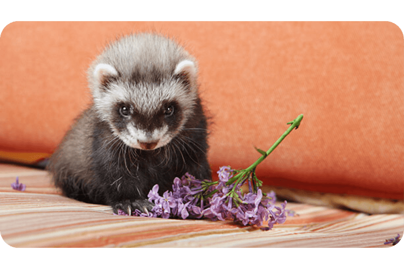 Ferrets Have Scent Glands