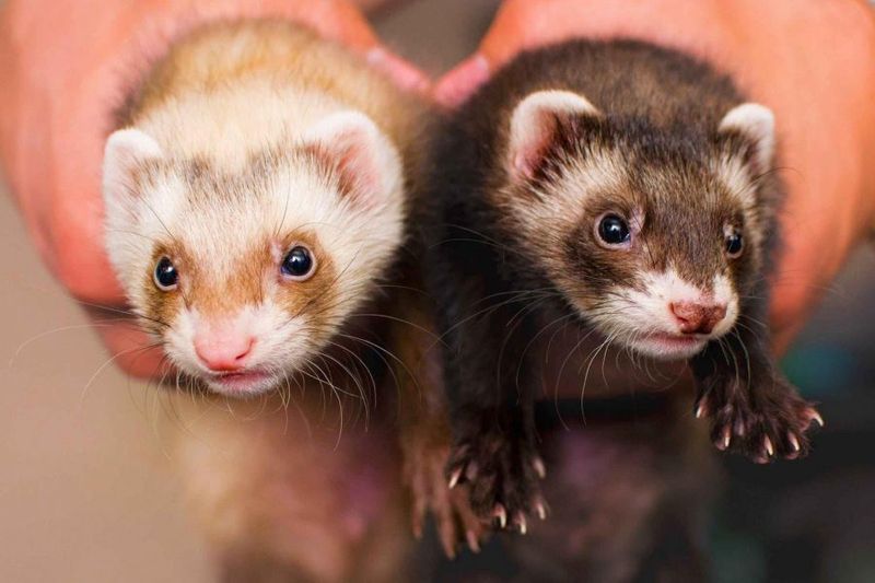 Ferrets Have Unique Color Variations