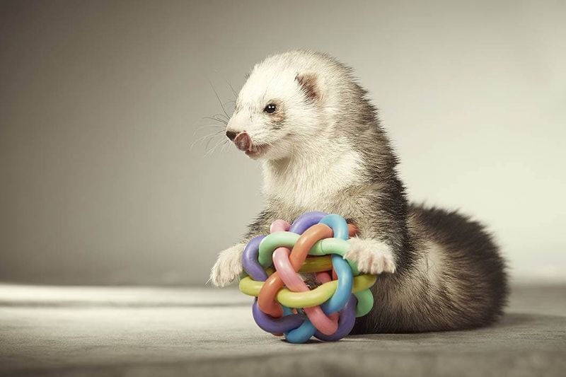 Ferrets Have a Playful Nature