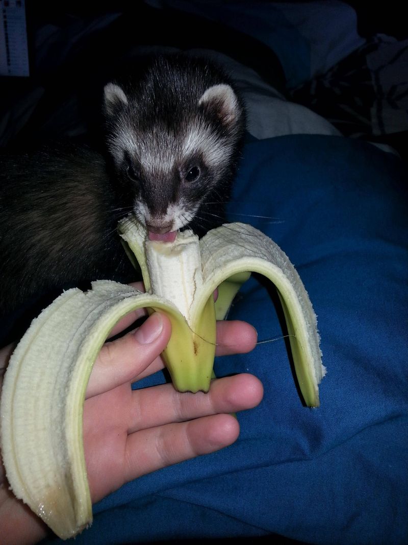 Ferrets Have a Sweet Tooth