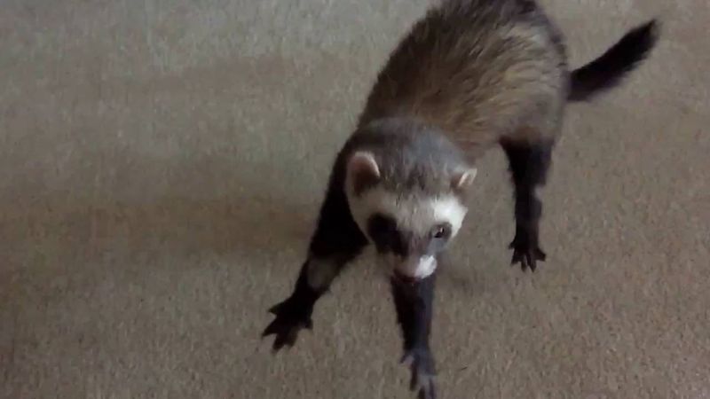 Ferrets Love to Dance
