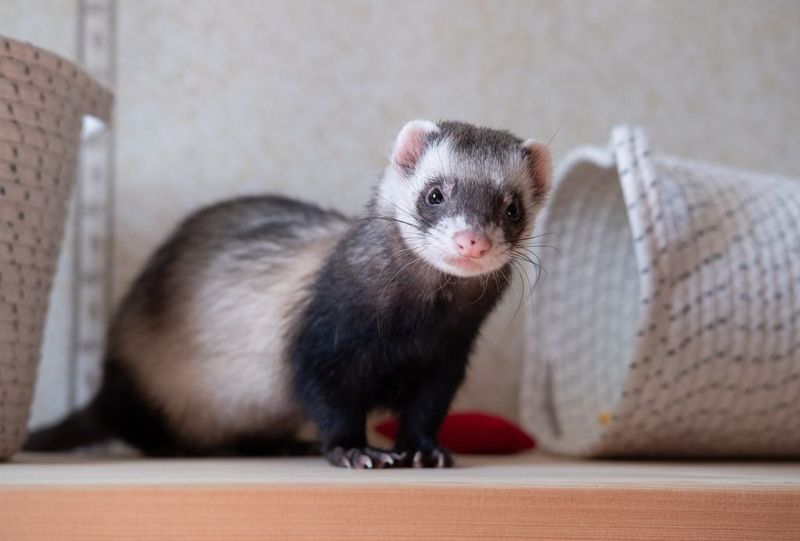 Ferrets: Mischievous Mates