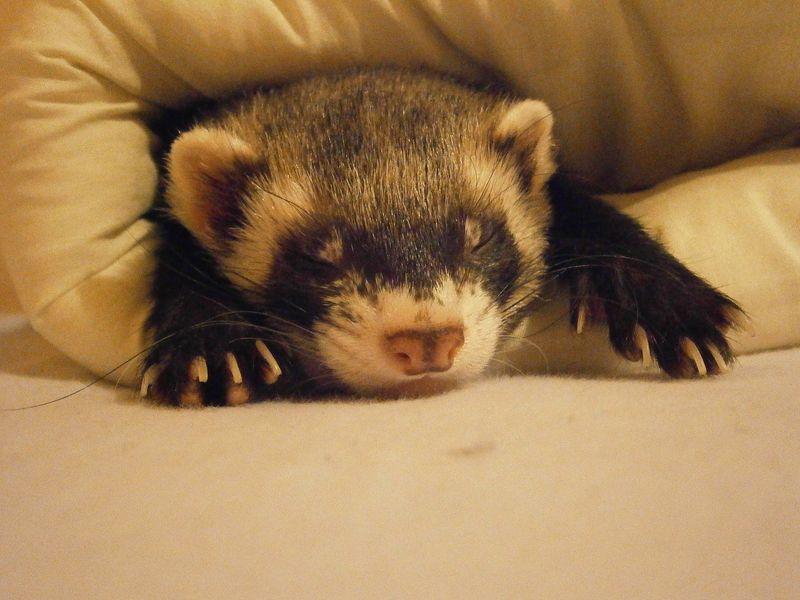 Ferrets Sleep Deeply