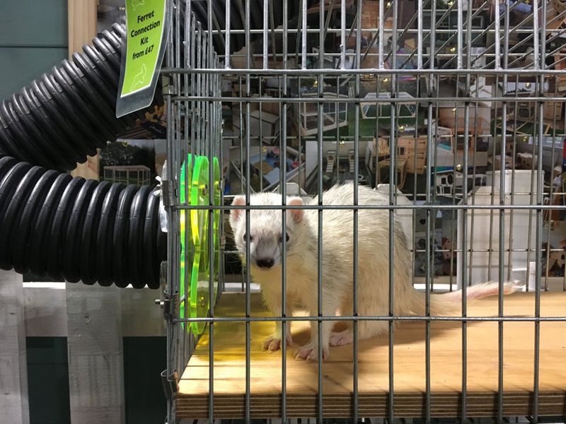 Ferrets are Escape Artists