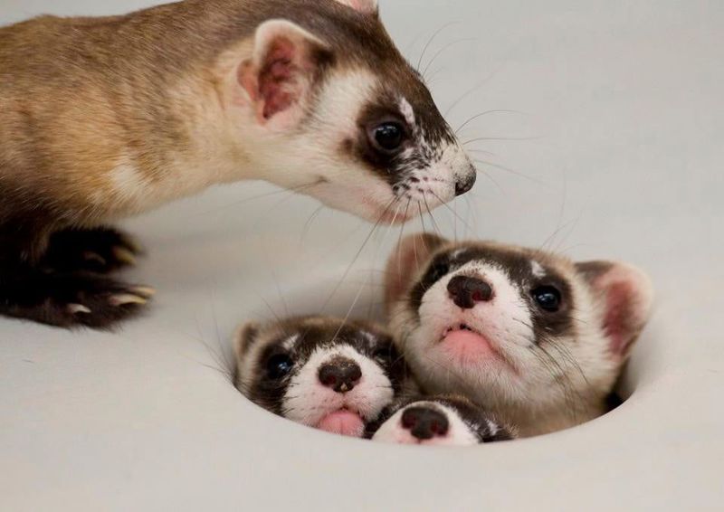 Ferrets are Natural Explorers