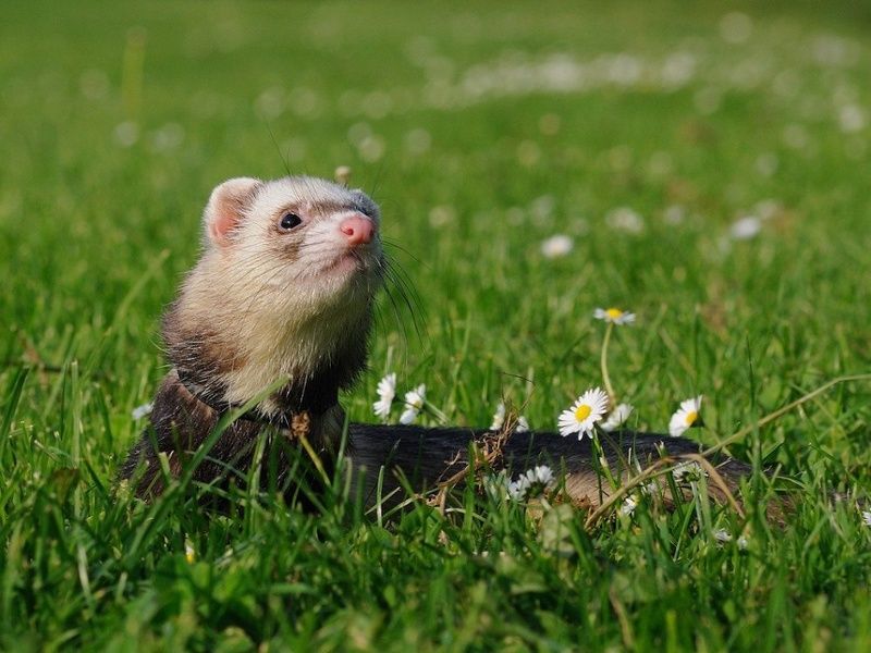Ferrets
