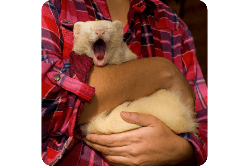 Ferrets