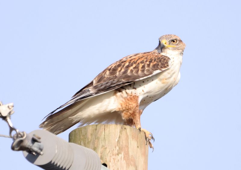 Ferruginous Hawk
