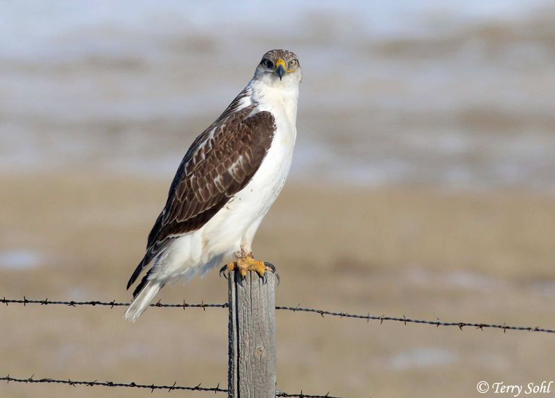 Ferruginous Hawk