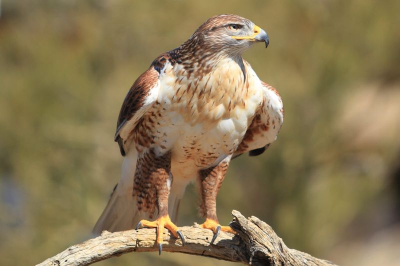 Ferruginous Hawk