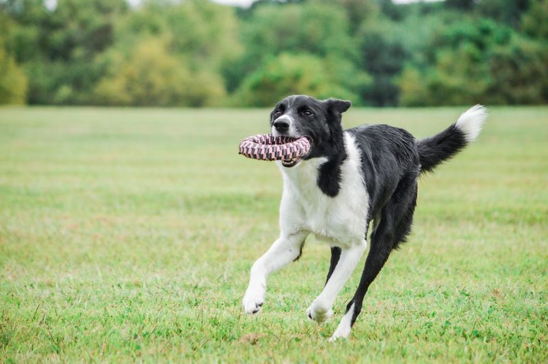 Fetch Games Build Trust