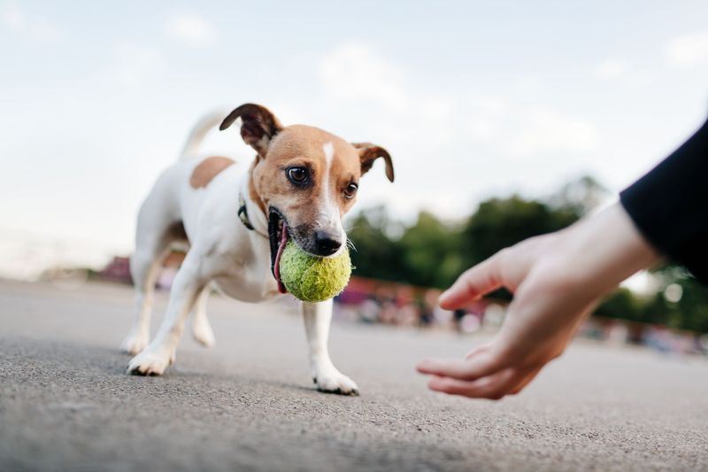 Fetch Games