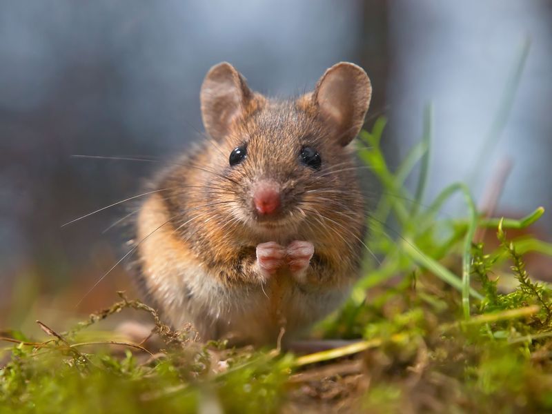 Field Mouse
