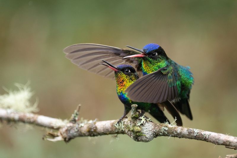 Fiery-throated Hummingbird