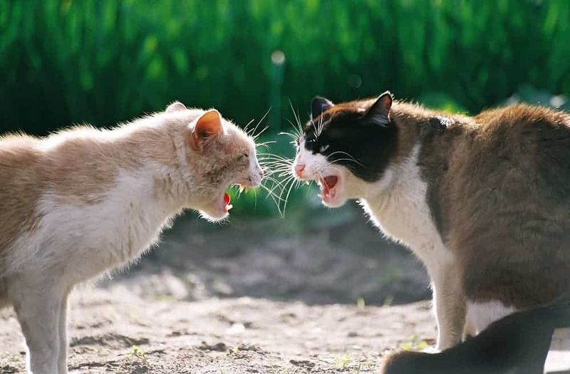 Fights with Other Animals