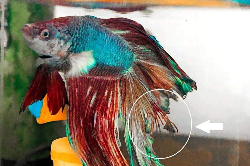 Fin Rot or Damage