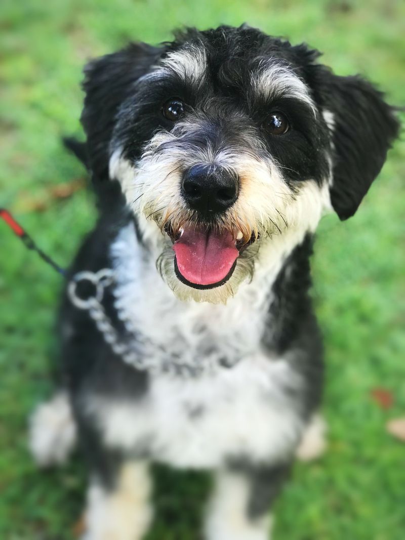 Finn the Schnauzer-Border Collie Mix