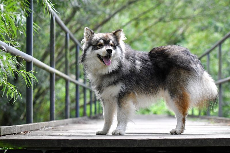 Finnish Lapphund