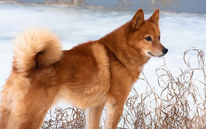 Finnish Spitz