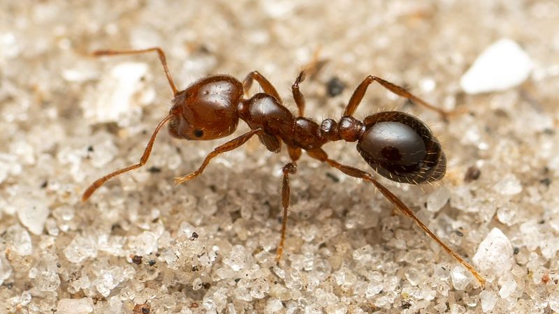 Fire Ant