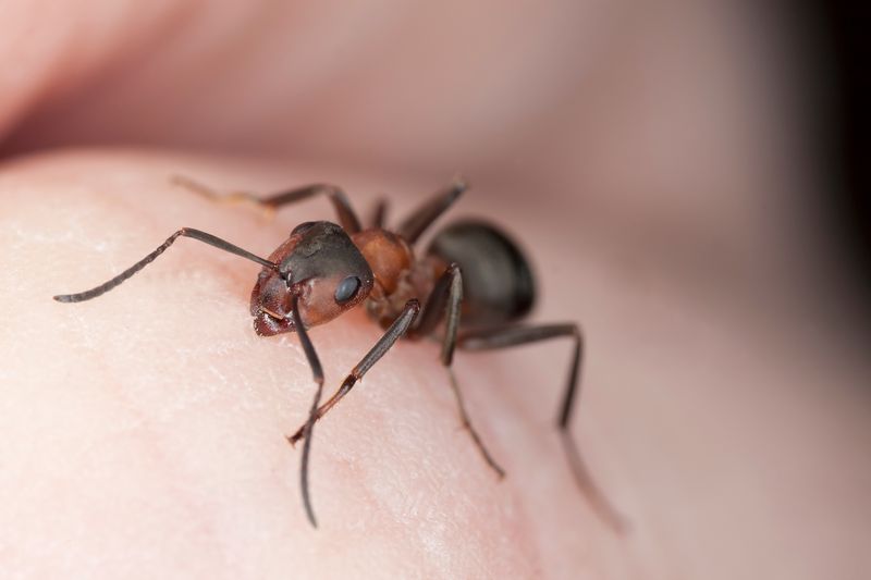 Fire Ant