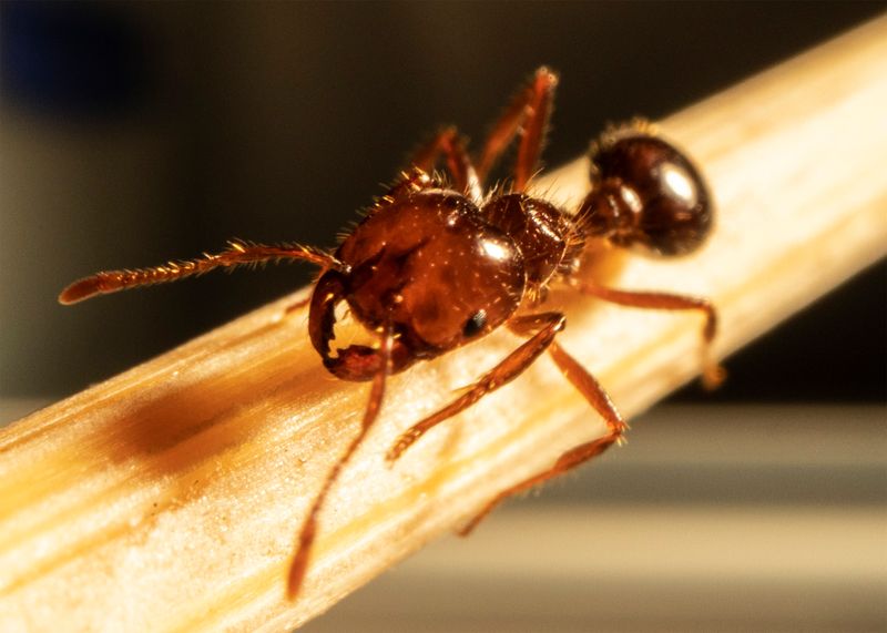 Fire Ants