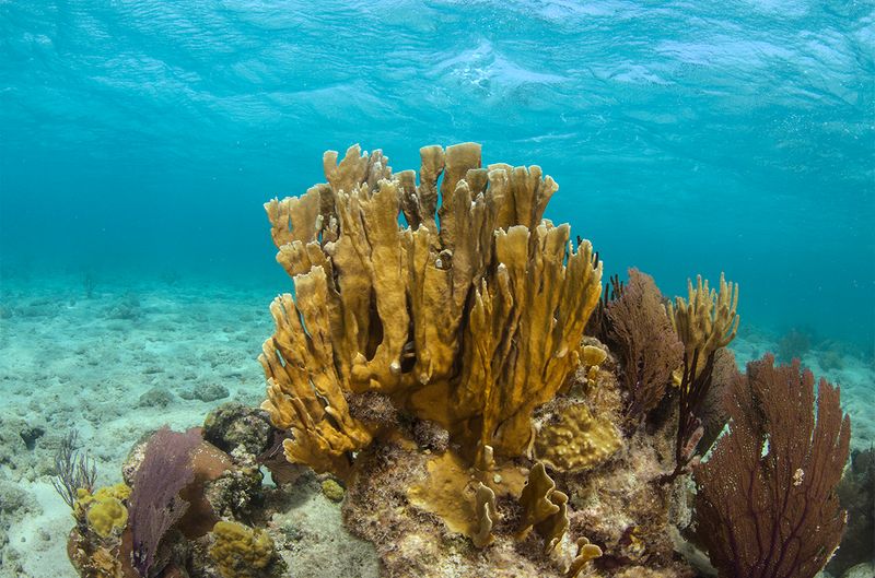 Fire Coral