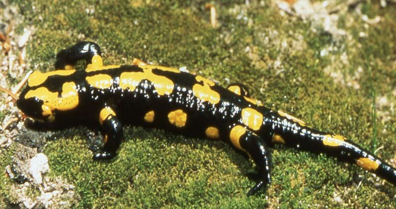 Fire Salamander