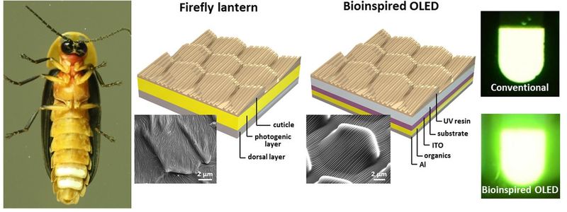 Fireflies and LED Technology