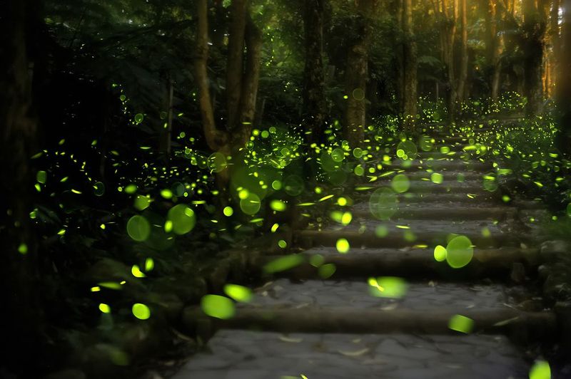 Fireflies