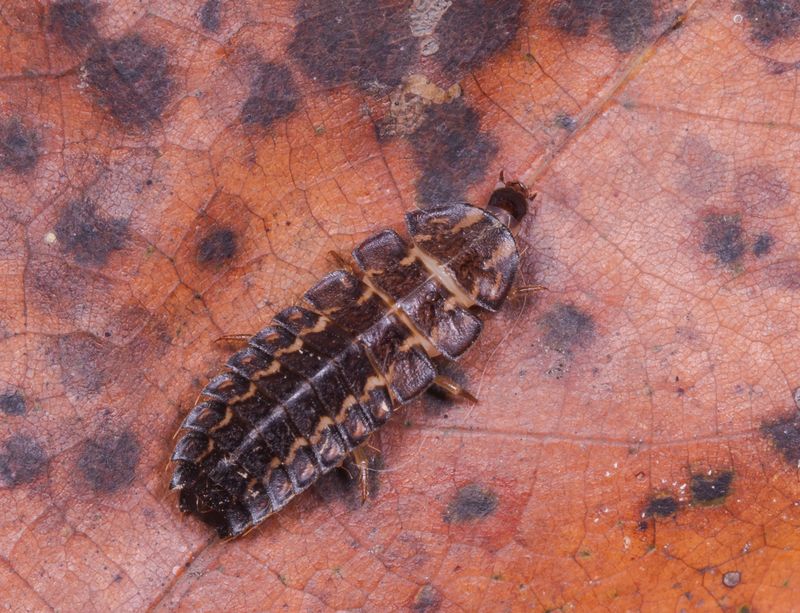 Firefly Larva