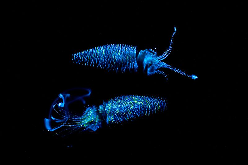 Firefly Squid Bioluminescence