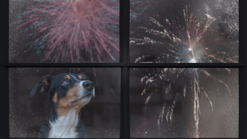 Fireworks Cause Stress