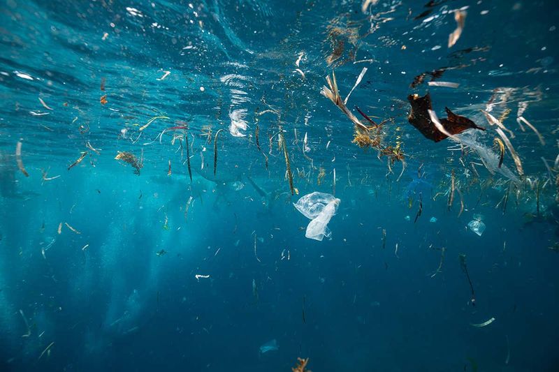 Fish Adapting to Polluted Waters