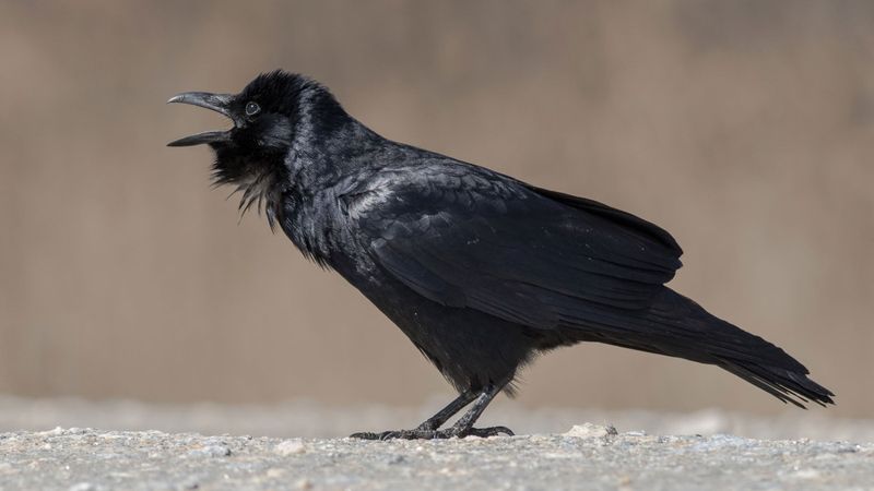 Fish Crow