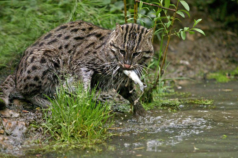 Fishing Cat