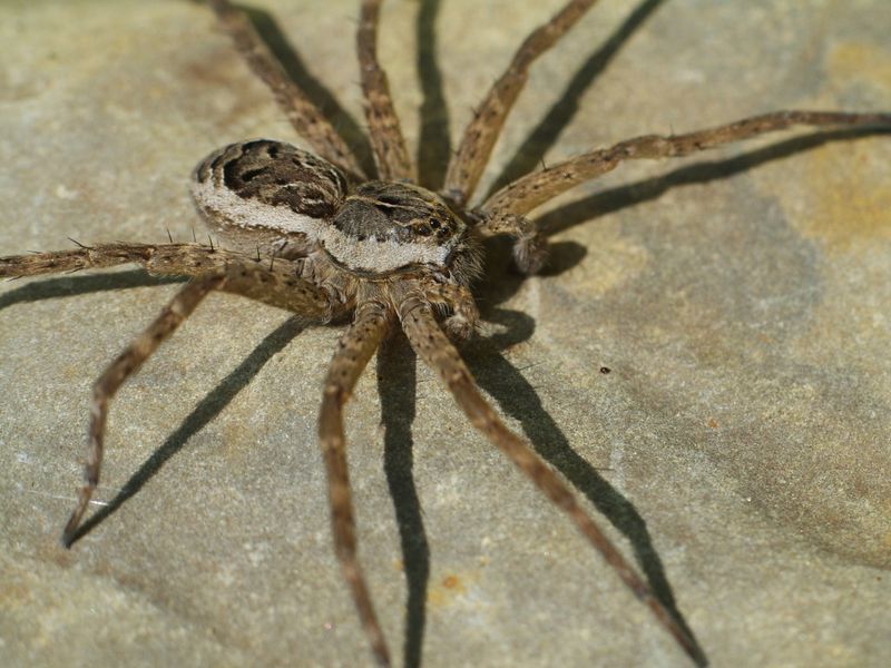 Fishing Spider