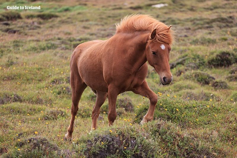 Five Gaits Wonder